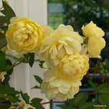 Trandafir catarator galben Siluetta Limon, inflorire repetata - VERDENA-livrat in ghiveci plant-o-fix de 2 l