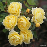 Trandafir catarator galben Siluetta Limon, inflorire repetata - VERDENA-livrat in ghiveci plant-o-fix de 2 l