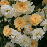 Trandafir catarator Ghislaine de Feligonde - VERDENA-60-80 cm inaltime livrat in ghiveci de 3 L