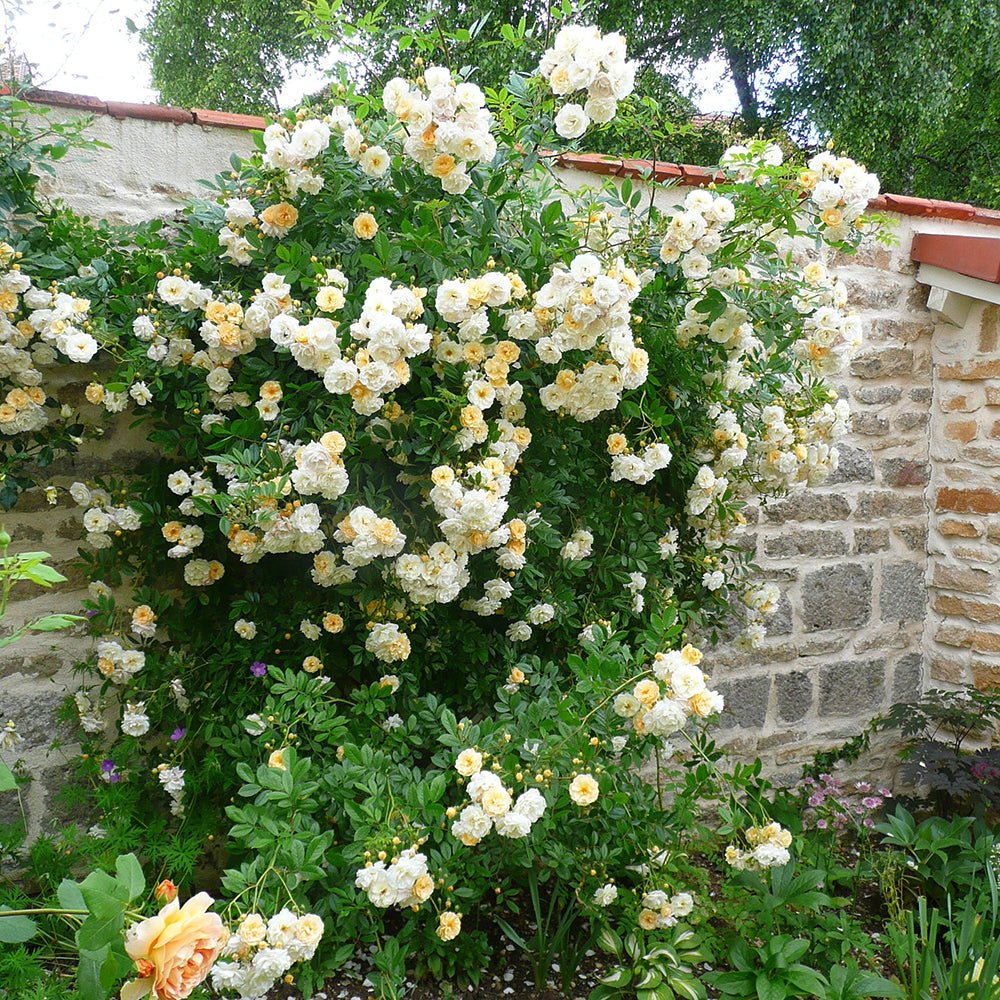 Trandafir catarator Ghislaine de Feligonde - VERDENA-60-80 cm inaltime livrat in ghiveci de 3 L