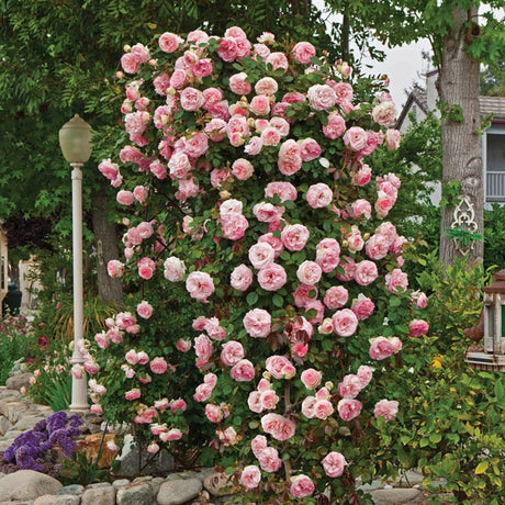 Trandafir catarator Ghita Renaissance - VERDENA-livrat in ghiveci de 5 L