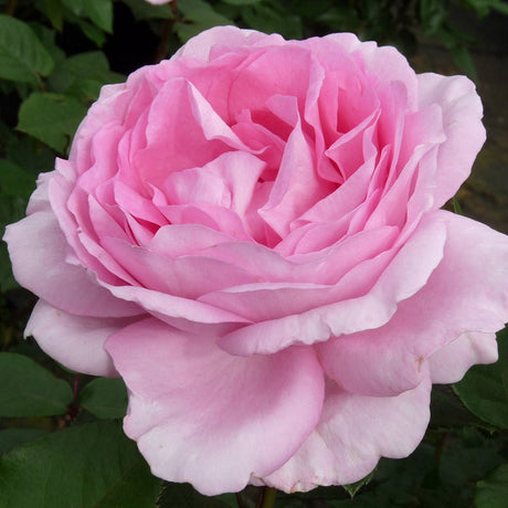 Trandafir Catarator roz Ghita Renaissance, parfum intens