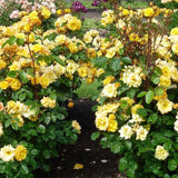 Trandafir catarator Golden Age, 150-175 cm la livrare, in ghiveci de 5.5 L