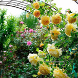 Trandafir catarator Golden Age - VERDENA-150-175 cm inaltime livrat in ghiveci de 5.5 L