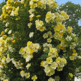 Trandafir catarator Golden Age - VERDENA-150-175 cm inaltime livrat in ghiveci de 5.5 L