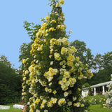 Trandafir catarator Golden Age, 150-175 cm la livrare, in ghiveci de 5.5 L