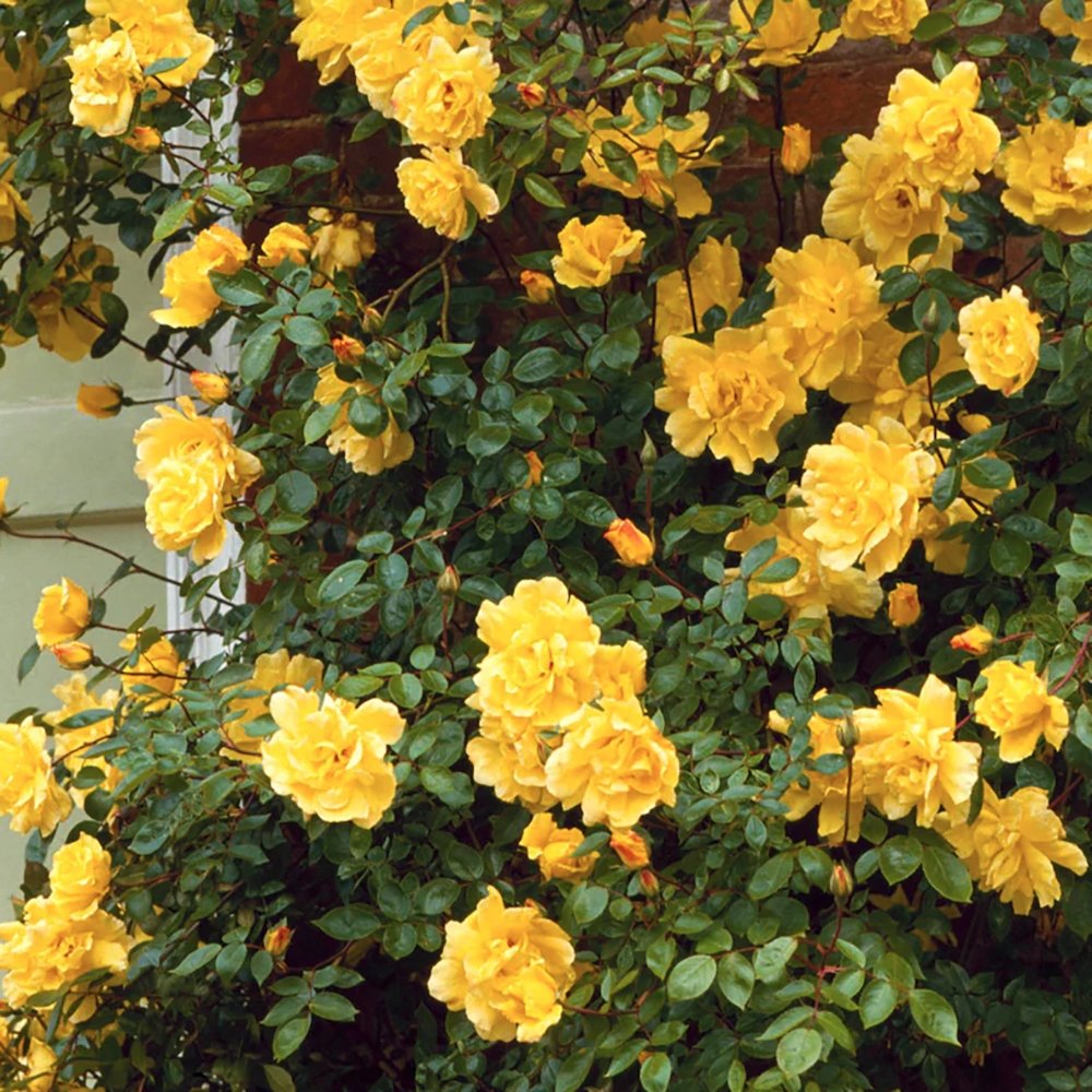 Trandafir Catarator Galben Golden Showers, inflorire repetata