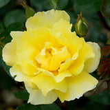 Trandafir catarator Golden Showers - VERDENA-livrat in ghiveci de 5 L
