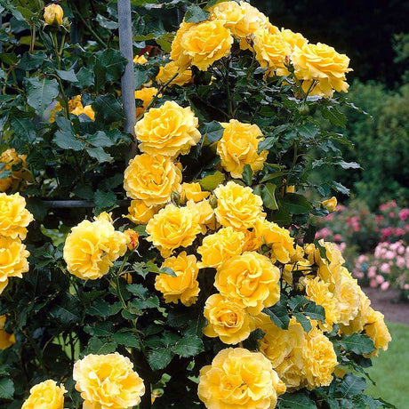 Trandafir catarator Golden Showers - VERDENA-livrat in ghiveci de 5 L