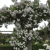 Trandafir catarator Guirlande d'amour - VERDENA-60-80 cm inaltime livrat in ghiveci de 3 L