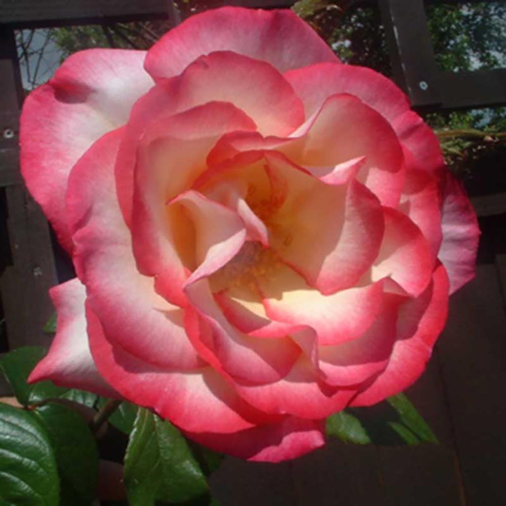 Trandafir catarator Handel, 150-175 cm la livrare, in ghiveci de 5.5 L