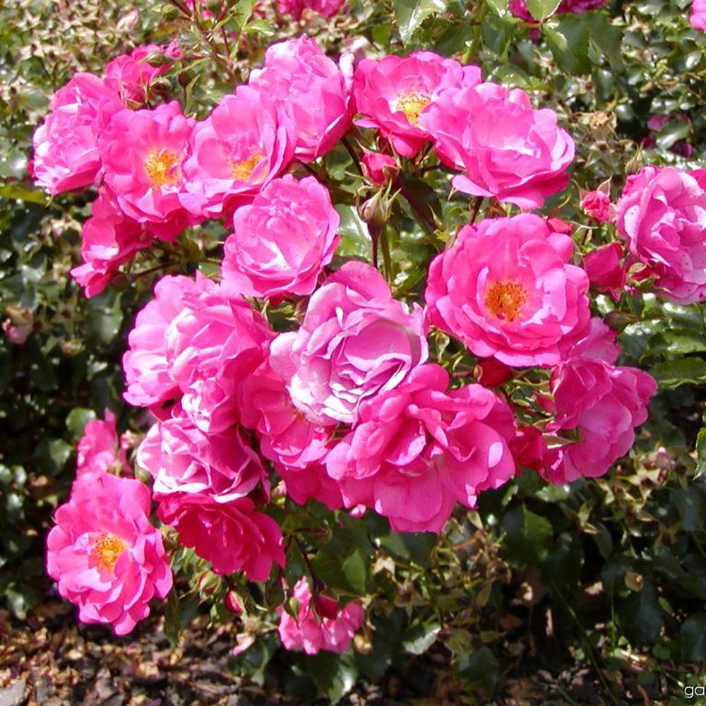 Trandafir catarator Heidetraum, 150-175 cm la livrare, in ghiveci de 5.5 L