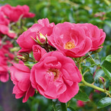 Trandafir catarator Heidetraum, 150-175 cm la livrare, in ghiveci de 5.5 L