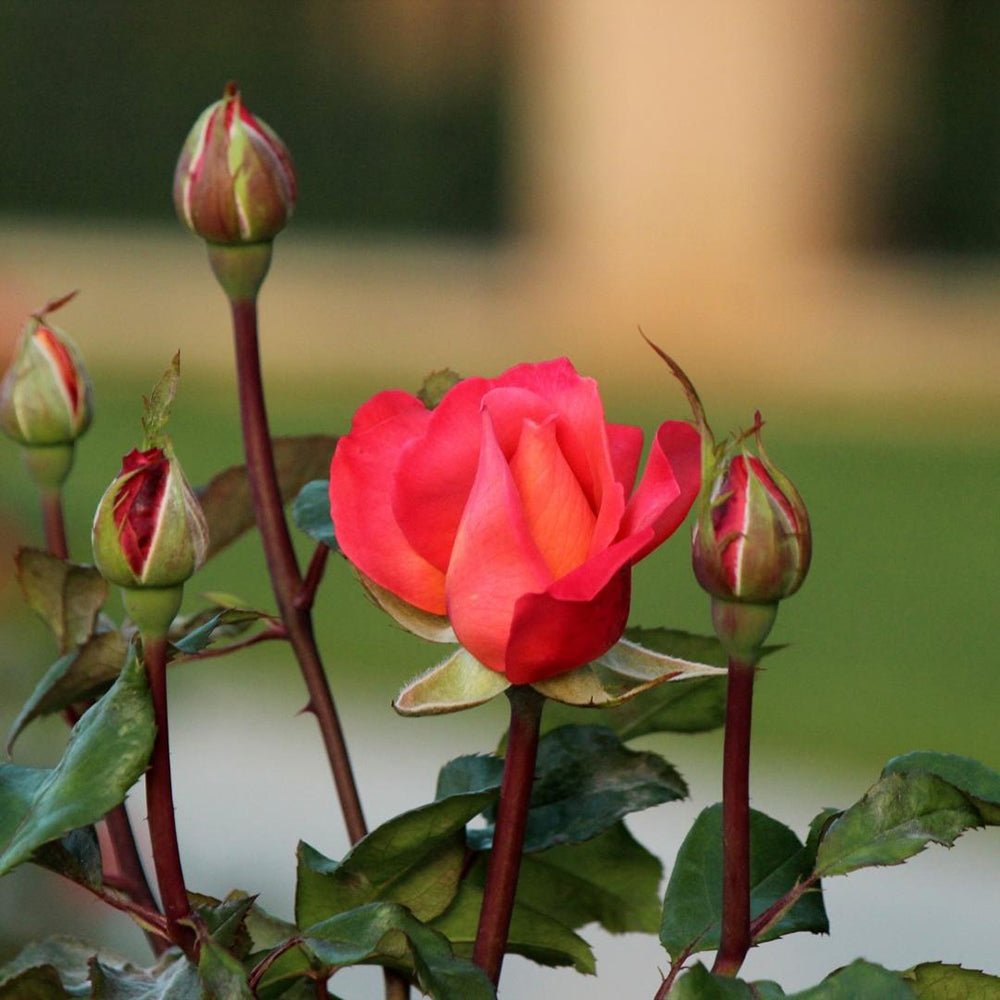 Trandafir catarator Hello Jazz - VERDENA-150-175 cm inaltime livrat in ghiveci de 5.5 L