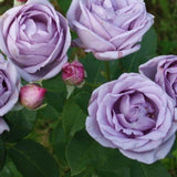 Trandafir Catarator indigo-liliachiu Indigoletta, parfum puternic - VERDENA-50-70 cm inaltime, livrat in ghiveci de 3 l