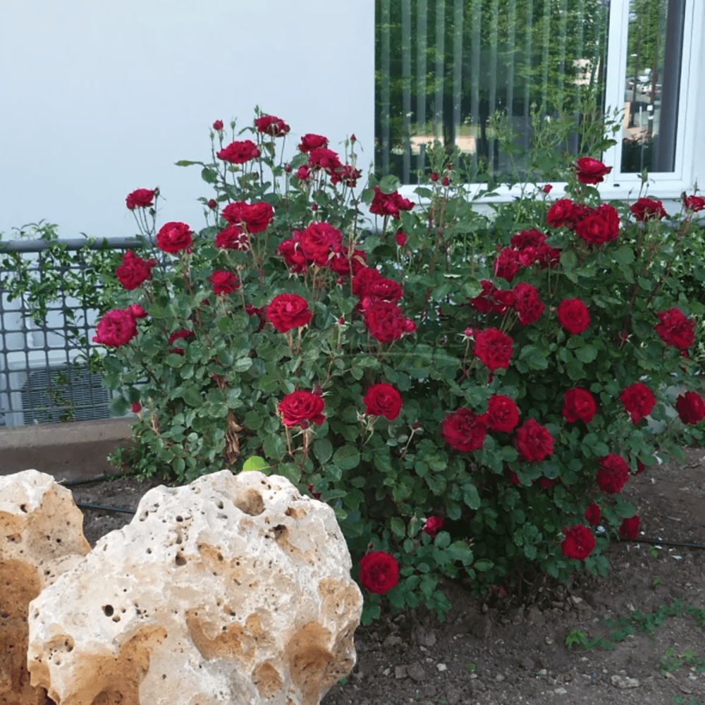Trandafir catarator Isabelle Renaissance - VERDENA-150-175 cm inaltime livrat in ghiveci de 5.5 L