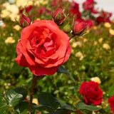 Trandafir catarator Jive - VERDENA-livrat in ghiveci de 5 L
