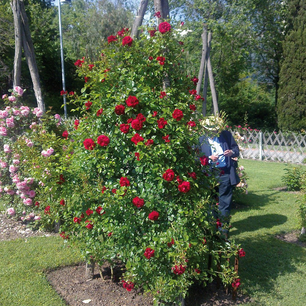 Trandafir catarator Jive - VERDENA-livrat in ghiveci de 5 L