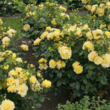 Trandafir catarator LIchtkoenigin Lucia - VERDENA-150-175 cm inaltime livrat in ghiveci de 5.5 L