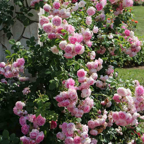 Trandafir catarator Marlis Renaissance - VERDENA-60 - 80 cm inaltime livrat in ghiveci de 5 L