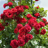 Trandafir catarator Mushimara - VERDENA-livrat in ghiveci de 5 L