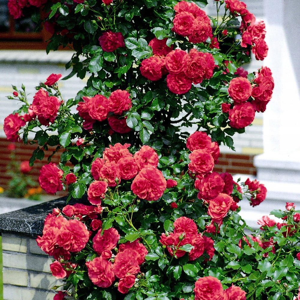 Trandafir catarator Mushimara - VERDENA-150-175 cm inaltime livrat in ghiveci de 5.5 L