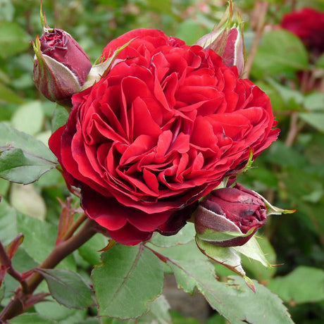 Trandafir catarator Nadia Renaissance - VERDENA-livrat in ghiveci de 5 L