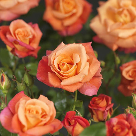 Trandafir catarator Odelia Renaissance - VERDENA-livrat in ghiveci de 5 L