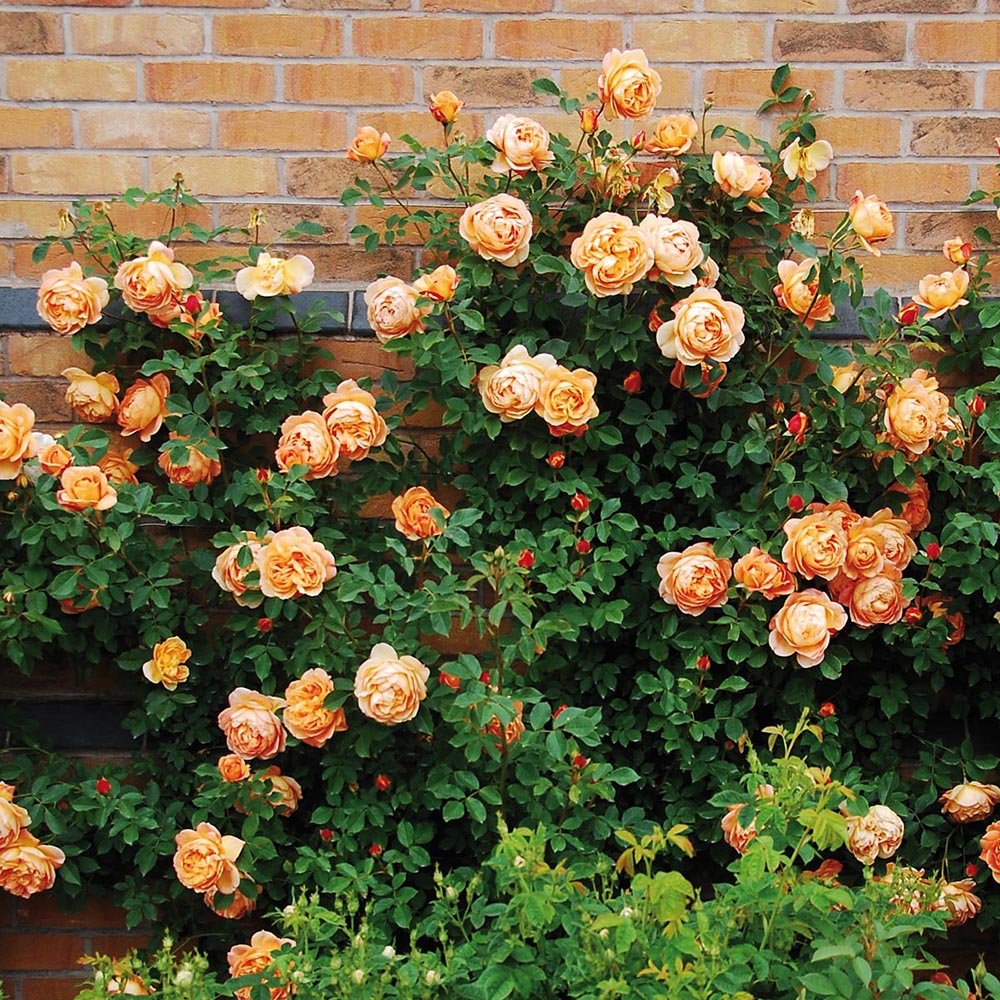 Trandafir catarator Odelia Renaissance - VERDENA-livrat in ghiveci de 5 L