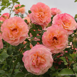 Trandafir catarator Peach Melba - VERDENA-livrat in ghiveci plant-o-fix de 2 L