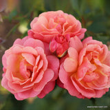 Trandafir catarator Peach Melba - VERDENA-livrat in ghiveci plant-o-fix de 2 L