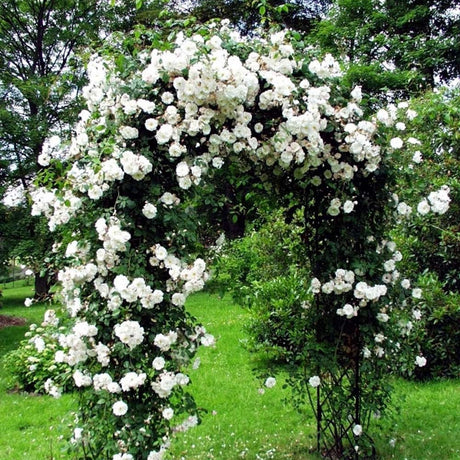 Trandafir catarator Perfume Dreams - VERDENA-livrat in ghiveci de 5 L
