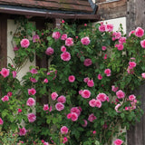 Trandafir catarator Pink Cloud - VERDENA-livrat in ghiveci de 5 L