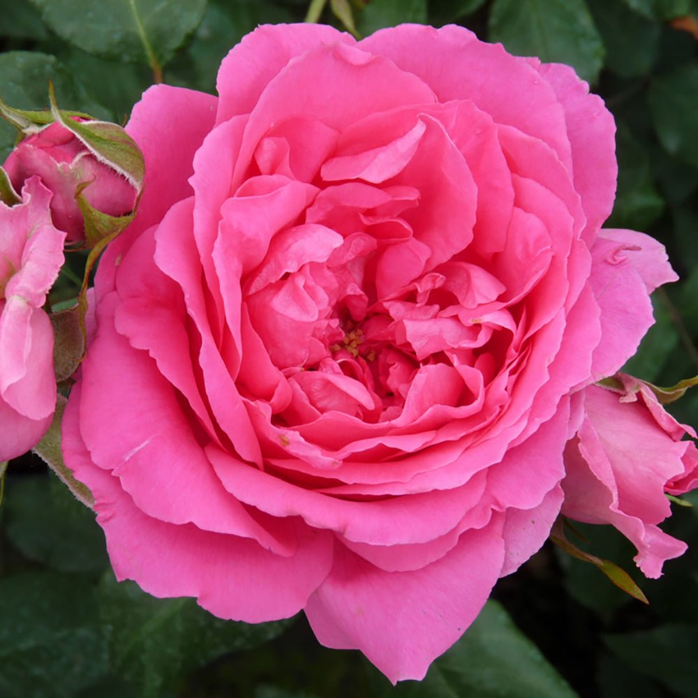 Trandafir catarator Pink Cloud - VERDENA-livrat in ghiveci de 5 L