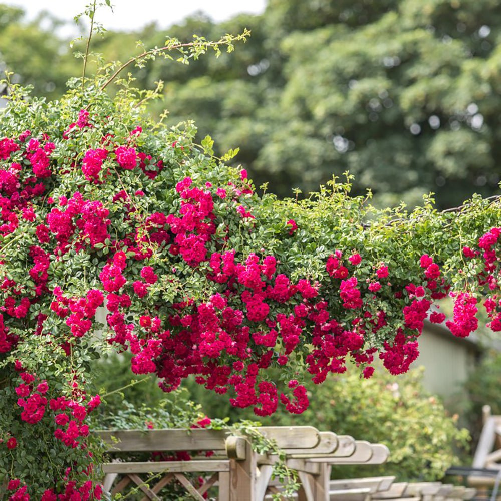 Trandafir catarator Rambling Rose - VERDENA-150-175 cm inaltime livrat in ghiveci de 5.5 L