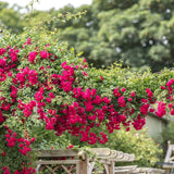 Trandafir catarator Rambling Rose - VERDENA-150-175 cm inaltime livrat in ghiveci de 5.5 L
