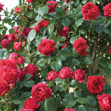 Trandafir Catarator Red Eden Rose, cu flori rosii