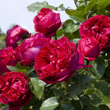 Trandafir Catarator Red Eden Rose, cu flori rosii