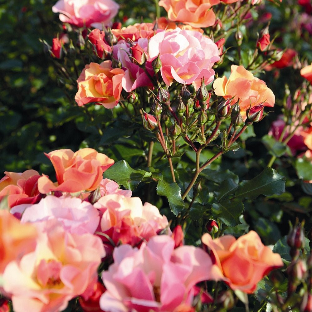 Trandafir Catarator rosu Hello Jazz - VERDENA-150-175 cm inaltime, livrat in ghiveci de 5.5 l