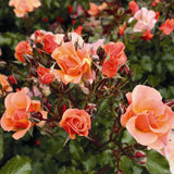 Trandafir Catarator rosu Hello Jazz - VERDENA-150-175 cm inaltime, livrat in ghiveci de 5.5 l