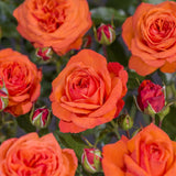 Trandafir Catarator rosu-portocaliu Bionda - VERDENA-50-70 cm inaltime, livrat in ghiveci de 3 l