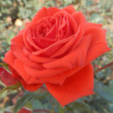 Trandafir Catarator rosu-portocaliu Bionda - VERDENA-50-70 cm inaltime, livrat in ghiveci de 3 l