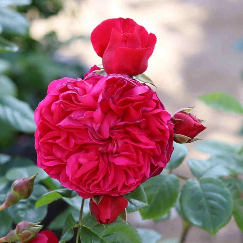 Trandafir Catarator rosu-violet Deep Love, inflorire repetata - VERDENA-livrat in ghiveci plant-o-fix de 2 l