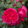 Trandafir Catarator rosu-violet Deep Love, inflorire repetata - VERDENA-livrat in ghiveci plant-o-fix de 2 l