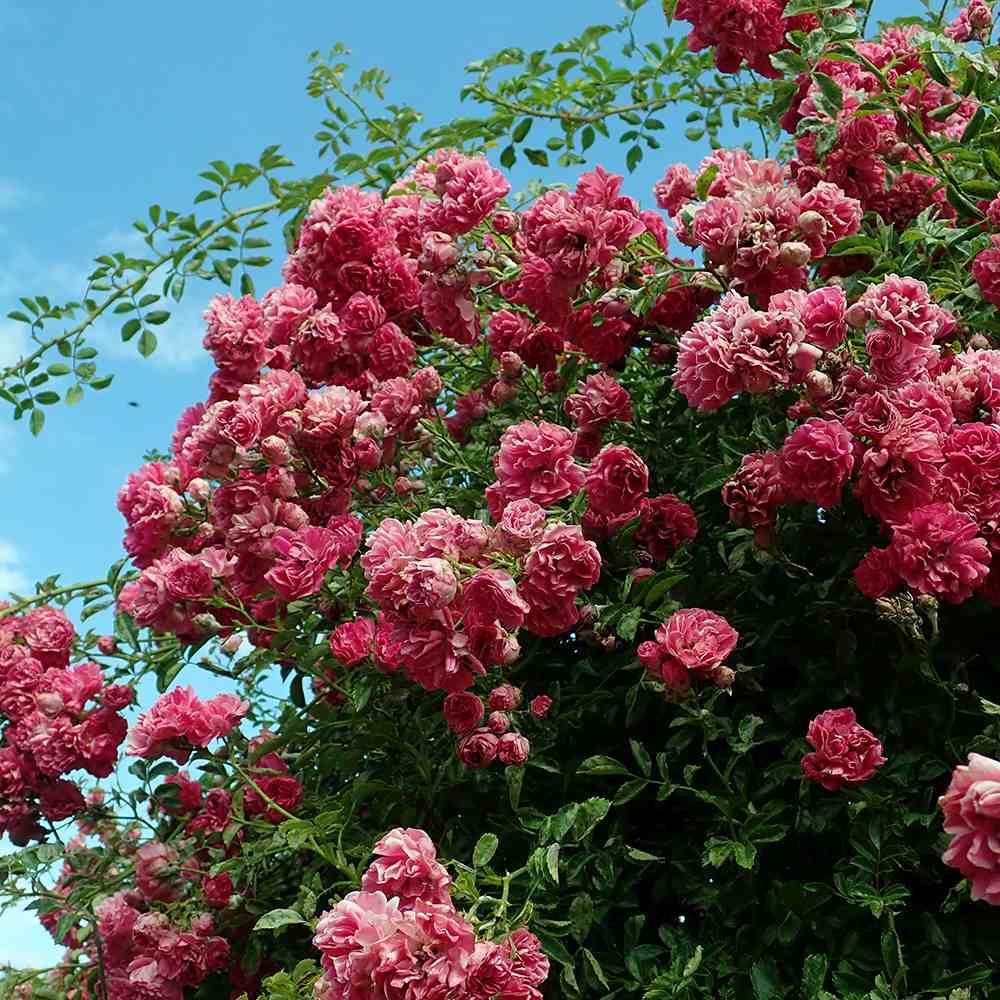 Trandafir Catarator roz-aprins violet Excelsa, inflorire repetata - VERDENA-175 cm inaltime, livrat in ghiveci de 5.5 l