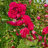 Trandafir Catarator roz-aprins violet Excelsa, inflorire repetata - VERDENA-175 cm inaltime, livrat in ghiveci de 5.5 l
