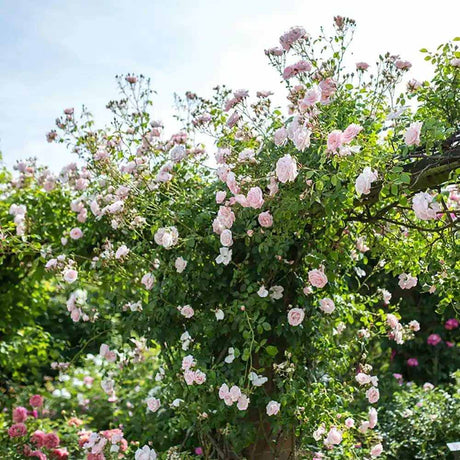 Trandafir catarator roz-creme New Dawn - VERDENA-40-60 cm inaltime, livrat in ghiveci de 5 l