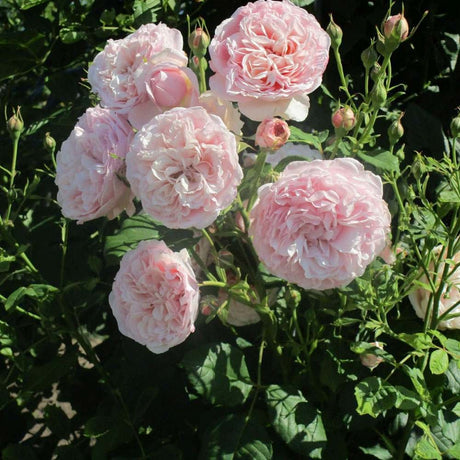 Trandafir Catarator roz deschis-crem Divina, parfum intens - VERDENA-livrat in ghiveci plant-o-fix de 2 l
