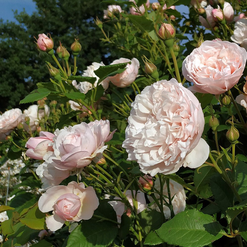 Trandafir Catarator roz deschis-crem Divina, parfum intens | Verdena