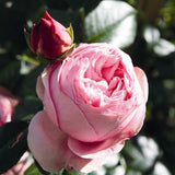 Trandafir catarator roz-deschis Giardina, parfum intens - VERDENA-livrat in ghiveci plant-o-fix de 2 l